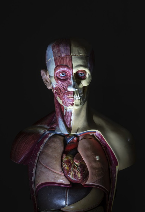 Image 1 of Anatomisch model van een mannelijk lichaam, jaren 1900