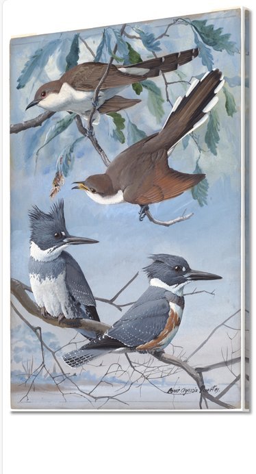 Image 1 of Louis Agassiz Fuertes ---Oiseaux de neige