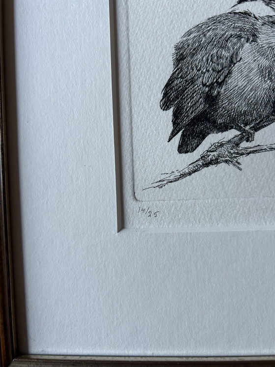 Image 1 of Kingfisher E van Ommen