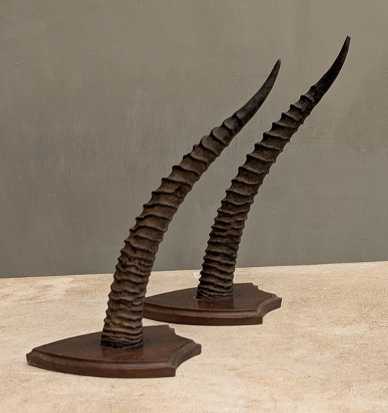 Image 1 of Set of Gazelle horns