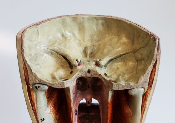 Image 1 of Bock-Steger anatomical model, Germany, 1890.