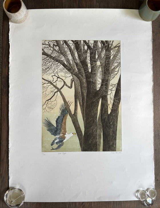 Image 1 of Hilda Bernstein Pesce Aquila acquaforte 27/100 firmata