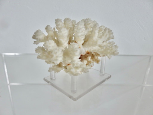 White coral tree, coral reef, 1970