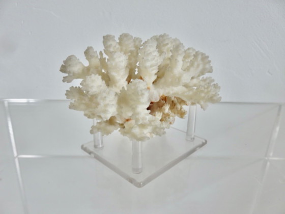 Image 1 of White coral tree, coral reef, 1970