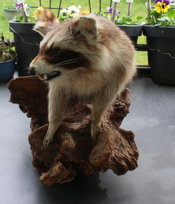 Image 1 of Raccoon taxidermy from an estate, mounted on a large, heavy root, open snout with real teeth