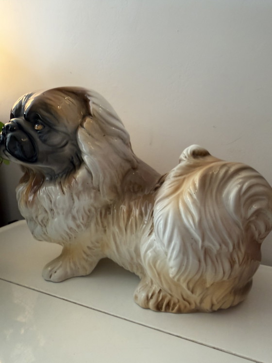 Image 1 of Großes Bild eines Pekinesenhundes