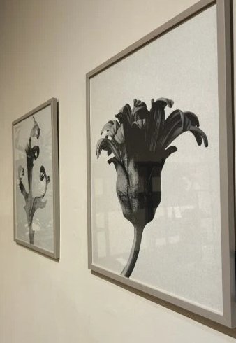 Image 1 of Boconcept - Form in der Natur Galerie