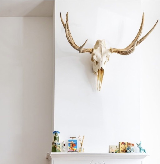 Antlered moose