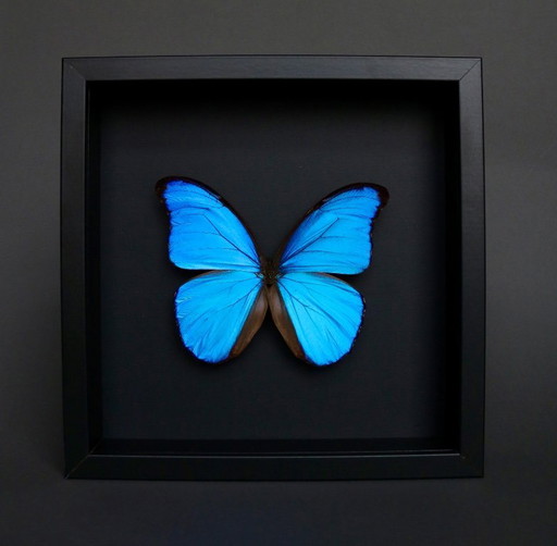 Cornice a farfalla blu Morpho Didius proveniente dal Perù – decoratieve objecten, Plexiglass (photo 2 of 6)