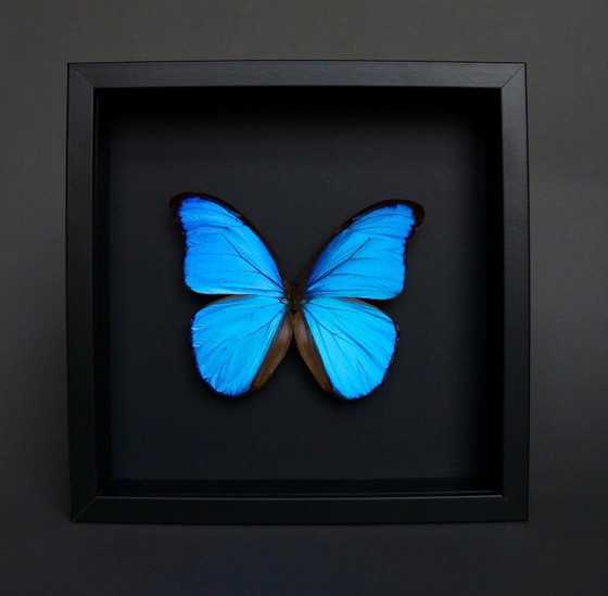 Cornice a farfalla blu Morpho Didius proveniente dal Perù – Oggetti decorativi, Plexiglass (photo 2 of 6)