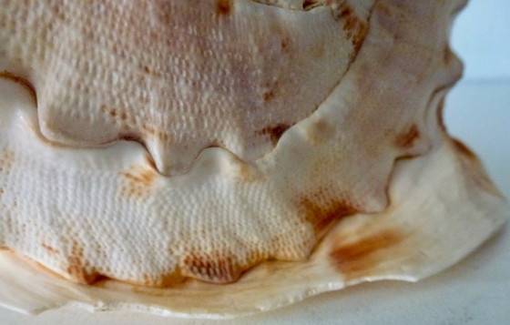 Image 1 of Cassis Cornuta (conchiglia di timone) grande, 22 cm.