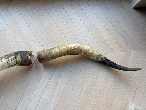 Image 1 of 2 große, authentische Büffelhörner, 90 und 100 cm lang