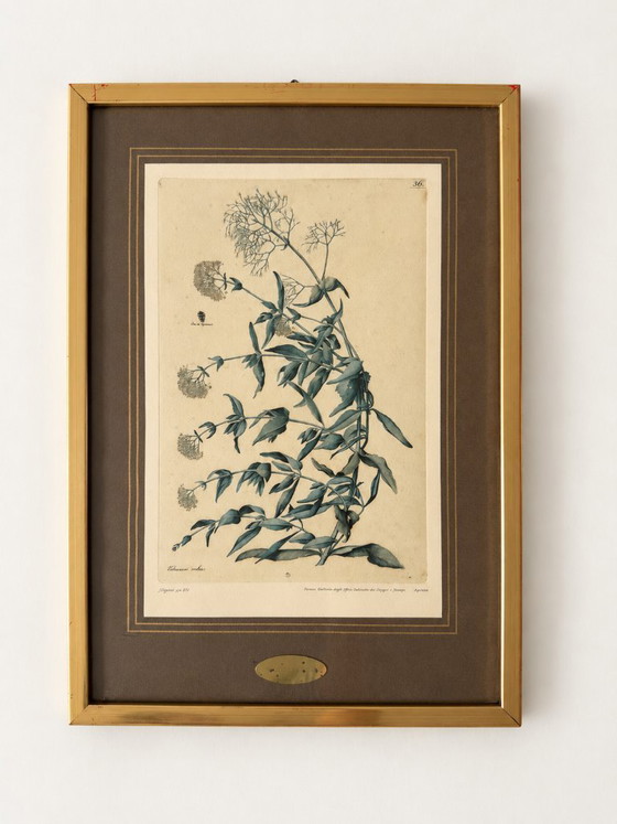 2 Stampe d'Arte Vintage Jacopo Ligozzi – Uffizi Firenze – Incorniciate – Litografie e stampe, Paper (photo 2 of 9)