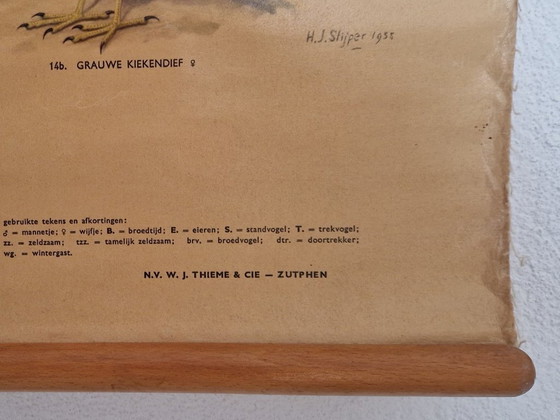 School poster Day birds of prey and owls by Thieme from 1955 – Thieme Zutphen, Wall decoration, Wood, Cotton (photo 5 of 6)