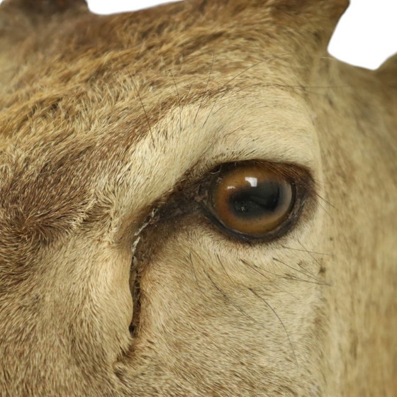 Image 1 of Tête de cerf montée cerf rouge avec bois