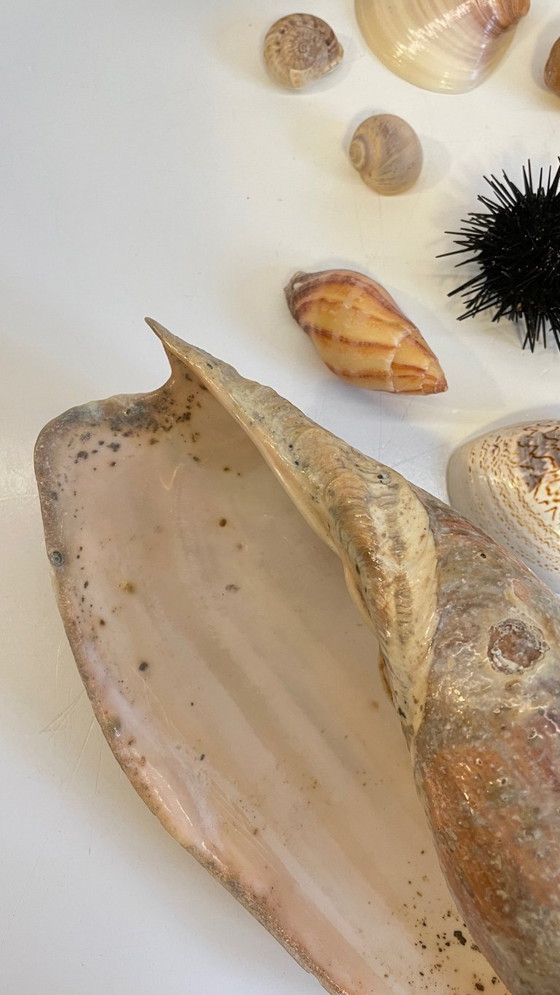 Image 1 of Seashell collection