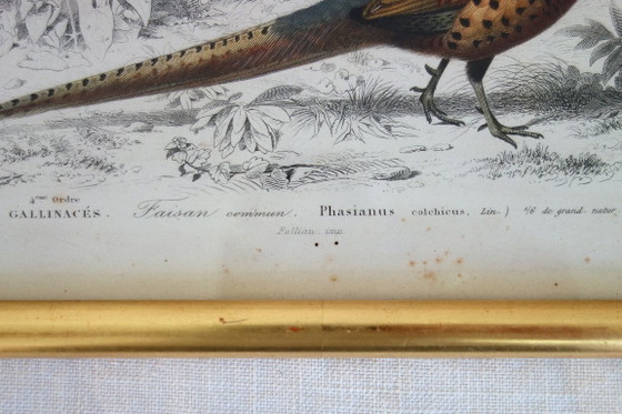Image 1 of 5 incisioni antiche di uccelli incorniciate