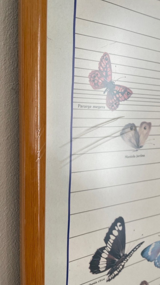 Image 1 of TABLEAU Affiche BUTTERFLY Italy