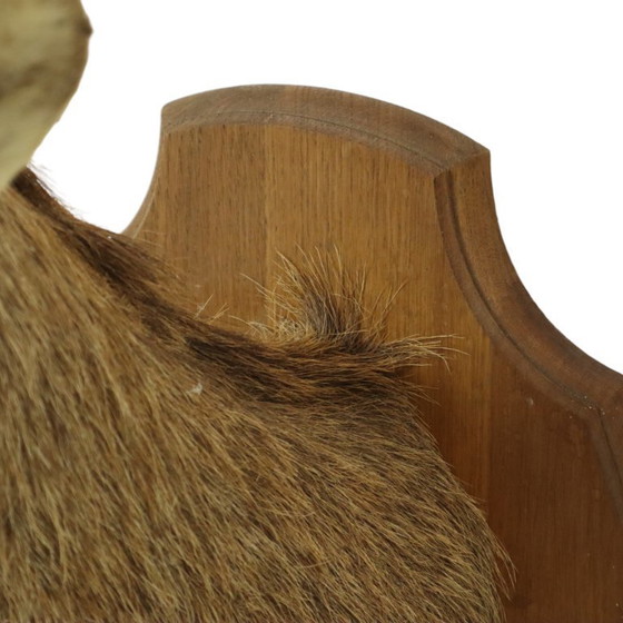 Image 1 of Tête de cerf montée cerf rouge avec bois