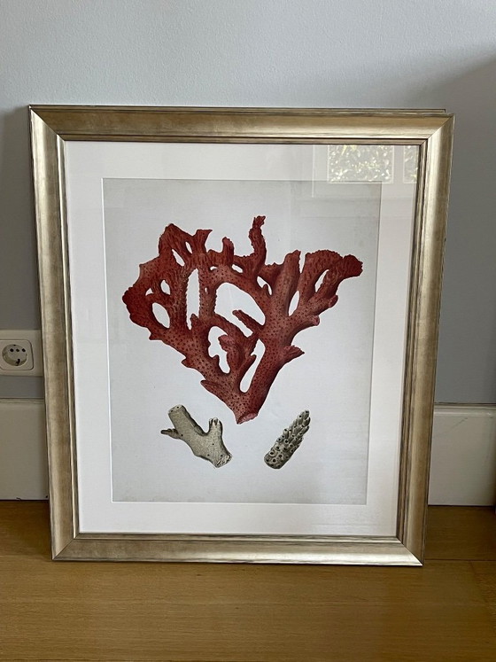 Image 1 of Estampes anciennes de corail rouge par Eichholtz