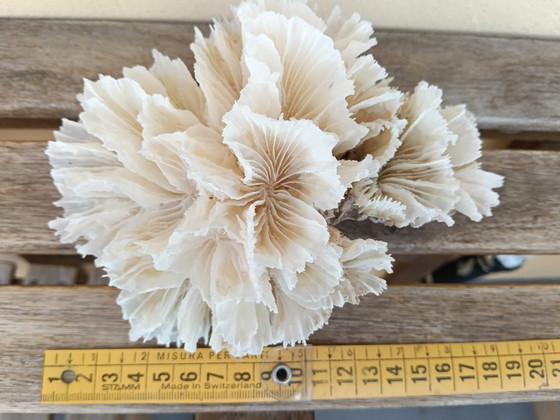 Arredo Corallo Bianco Naturale Lattuga Agaricia, Vintage, Oggetti decorativi, Pietra (foto 3 di 5)