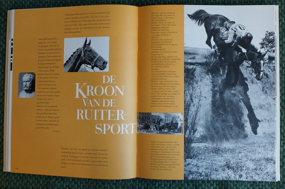 Image 1 of Ein Königreich für ein Pferd