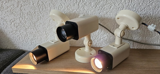 Image 1 of Herda fleckt 3 Stück