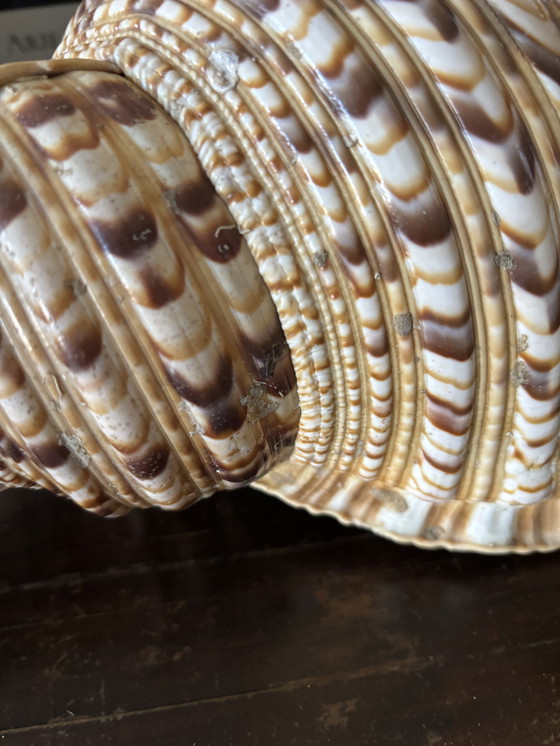 Image 1 of Tritorns Horn Shell Large