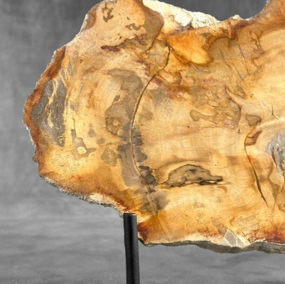 Image 1 of Bois fossilisé de Sooka, fabrication sur mesure standard (nouveau)