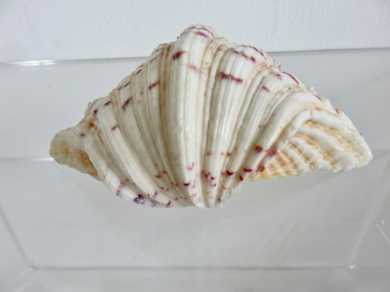 Image 1 of Marisco Hippopus hippopus, almeja moteada, Océano Índico, Pacífico Occidental