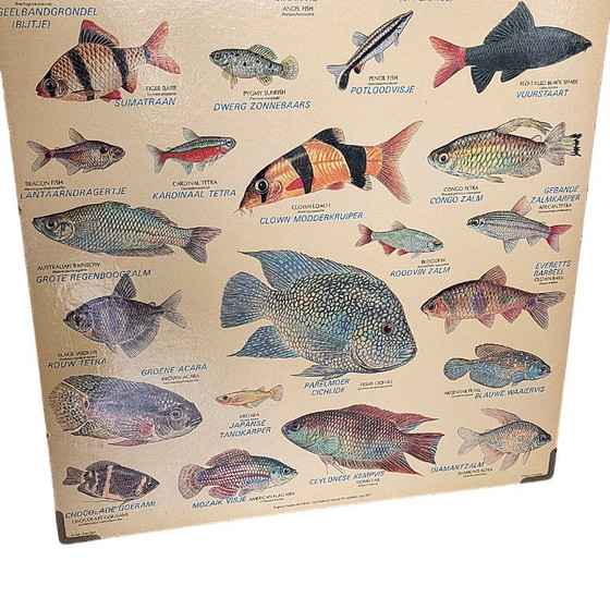 Image 1 of Vintage Engelse plaat met tropische aquarium vissen uit 1977