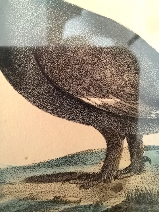Image 1 of Twee handgekleurde Brusselse ornithologische lithografieën (ca. 1828–1833) – Burggraaff, Lejeune – Pl. 1 en Pl. 19