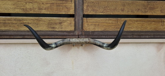 Kuhhörner – Wanddekoration, Andere, Metall (photo 2 of 8)