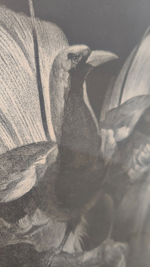 Adriaan Johannes van 't Hoff - Paradijsvogel op Tak - Lithografie