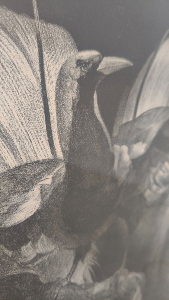Image 1 of Adriaan Johannes van 't Hoff - Oiseau de paradis sur une branche - Lithographie
