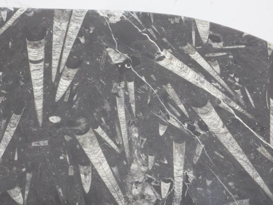 Image 1 of Fossil Marble Coffee Table