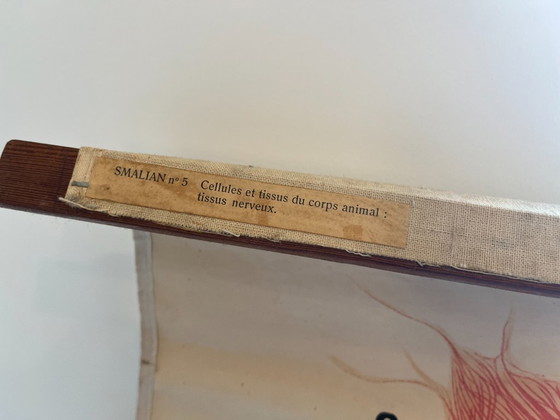 Image 1 of Zoological poster, animal body cell