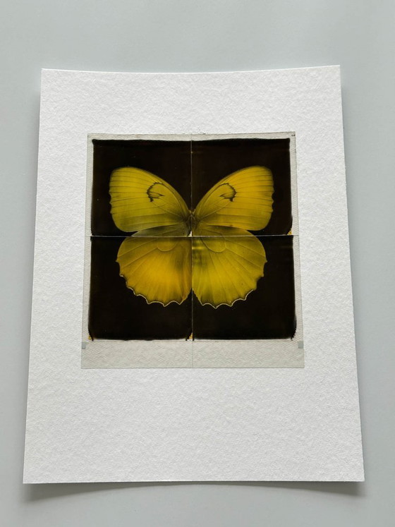 Image 1 of butterfly