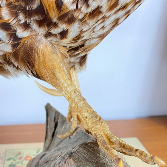 Gallo imbalsamato, tassidermia, imbalsamato, oggetto da collezione, curiosità – Oggetti decorativi, Other (photo 7 of 9)