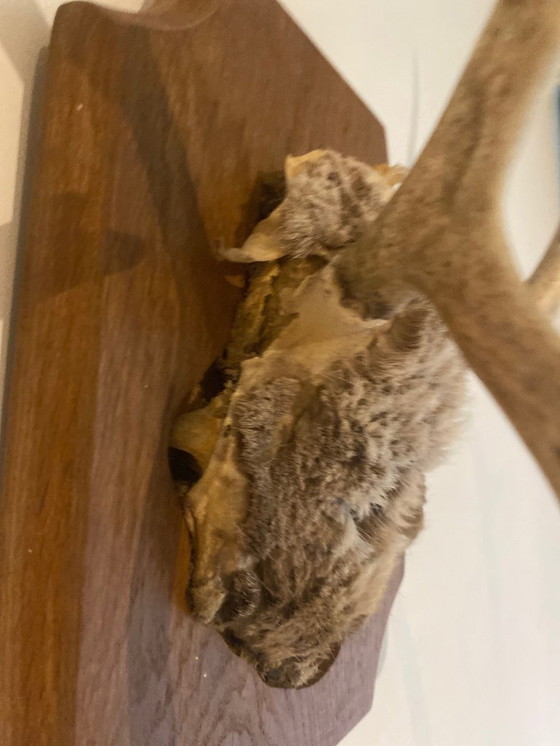 Image 1 of Corna di cervo su scudo di legno – trofeo di caccia d'epoca, XX secolo