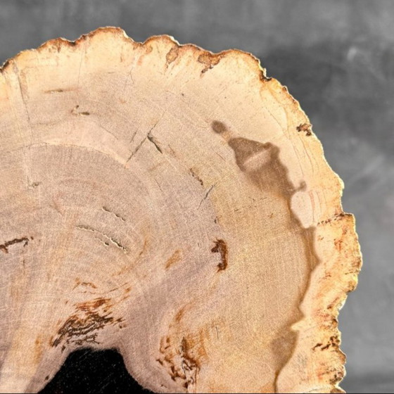 Image 1 of Magnifique pièce de bois pétrifié sur un support sur mesure BS-9