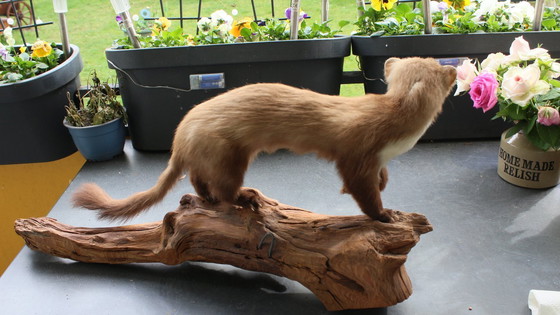 Image 1 of Trophée de martre empaillée vintage provenant d'une propriété, en bon état de conservation, avec matériel de fixation murale.