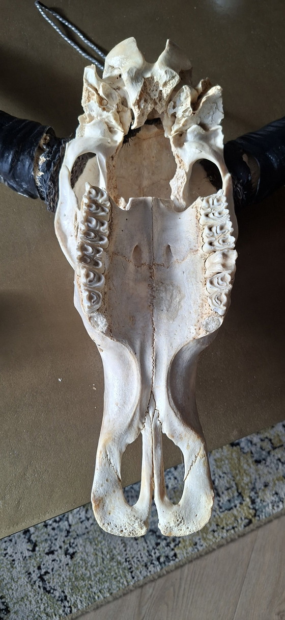 Originele buffelkop – Wanddecoratie, Other (photo 5 of 5)