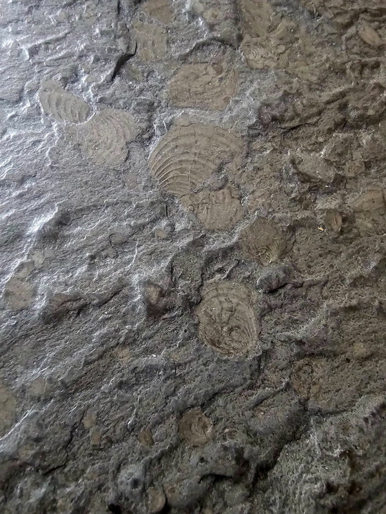 Image 1 of Mesas de centro de diseño de los años 70 con fósiles.