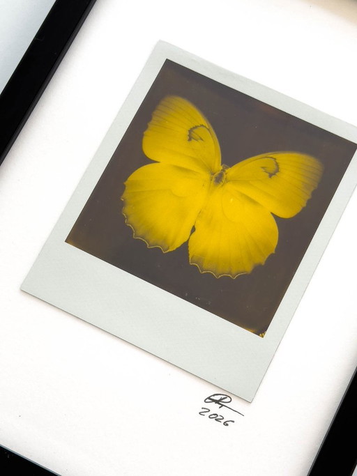 vlinder – fotografie, Glass, Paper