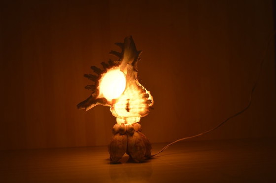Image 1 of Shell lamp
