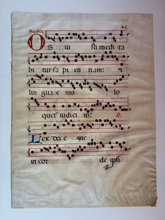 Image 1 of Page antiphonaire vessie porc