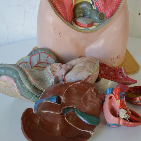 Image 1 of 1x deco biology mannequin