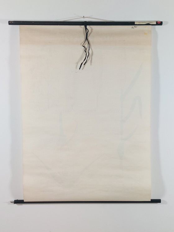 Image 1 of Vintage roll-up map, teaching aid, biology, botany, grasses, wall map