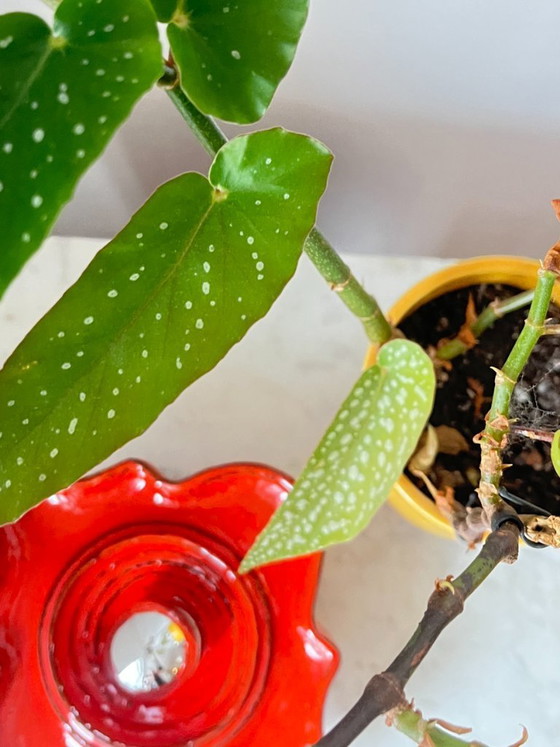 Image 1 of Applique murale vintage Hustadt Leuchten Fat Lava en céramique rouge, Allemagne, 1970